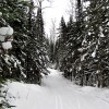 Pincushion Mountain ski trails