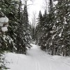 Pincushion Mountain cross-country ski trail