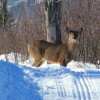 White-tailed deer