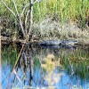 Shoreline American alligator