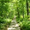 green hiking trails