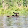 bull moose Quetico