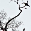 two white-throated toucans singing Guyana