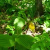 Yellow lady's slipper orchid