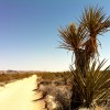 Joshua Tree yucca plant