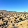 Joshua Tree golden desert