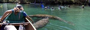 Paddling with manatees