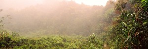 Rainforest trail Bach Ma