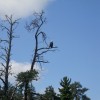 bald eagle photo essay