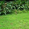 Tiger heron in Costa Rica