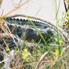 Alligator slumber Everglades