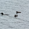 common loon babies