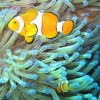 Australian bucket list