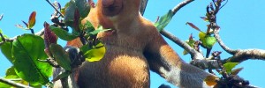 Proboscis monkey - Bako National Park