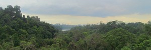 Jelutong Tower MacRitchie Reservoir