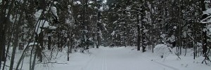 The Birkie and the Great Bear Chase