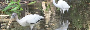 Great Florida Birding Trail