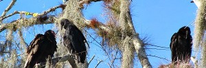 Vultures on the Hillsborough River