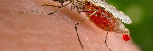Mosquito per beam