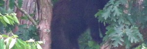 Great Smoky Mountains bear encounter