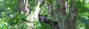 Smoky Mountain bear encounters -