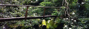 Great Smoky Mountain backcountry
