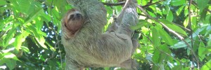 Manuel Antonio wildlife three-toed sloth