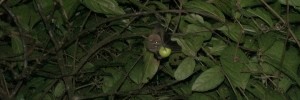 Monteverde night walk