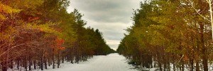 Pine forest snowmobile trail