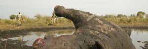 Rhinos Without Borders
