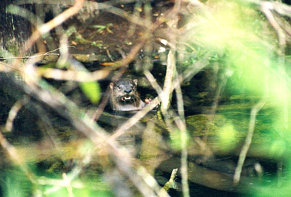 River Otter at the Big Cypress National Preserve in Florida