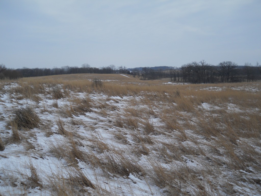 Volo Bog tallgrass prairie in winter