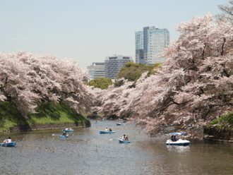 Cherry blossom bloom Chidorigafuchi Moat