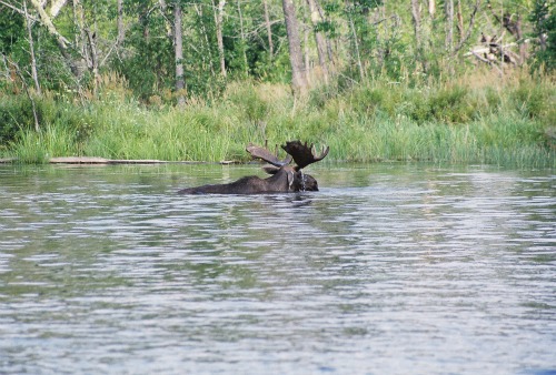 Quetico Bull Moose Canada