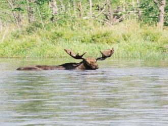 Quetico Bull Moose Canada