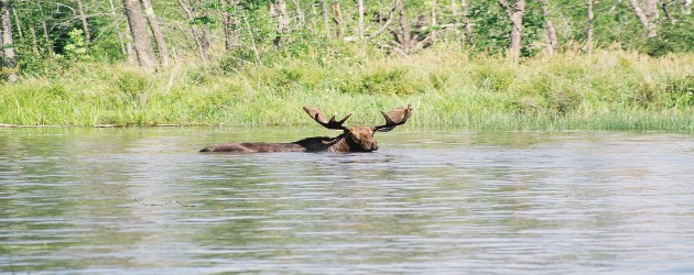 Quetico Bull Moose Canada