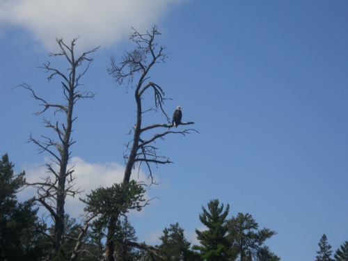 Quetico Provincial Park Ontario, Canada bald eagle