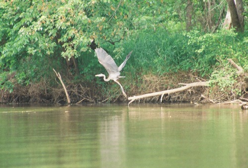 Great blue heron Wisconsin River