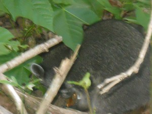 Costa Rica raccoon