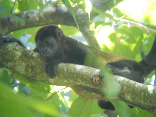 Howler monkey Costa Rica