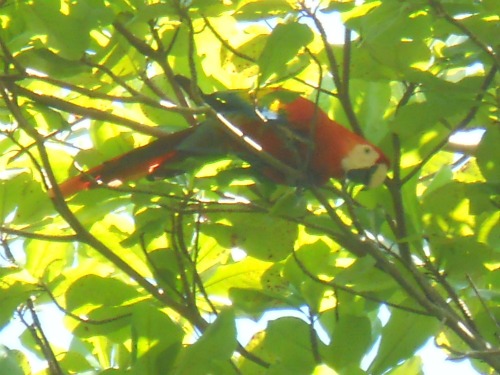 Scarlet macaws at Carate
