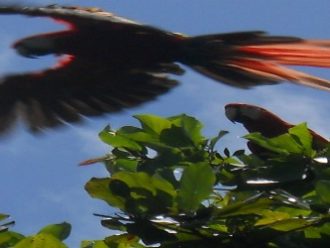 Scarlet macaws Corcovado