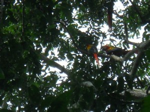 Scarlet macaws Costa Rica
