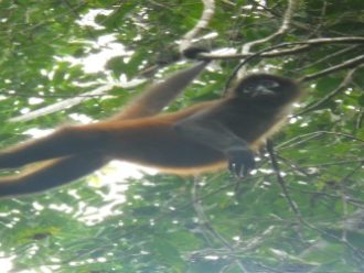 Spider monkeys Costa Rica