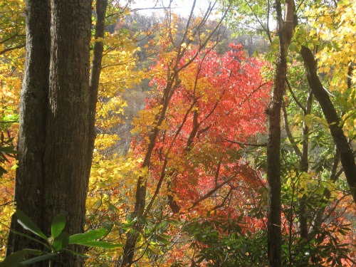 Great Smoky Mountain fall color