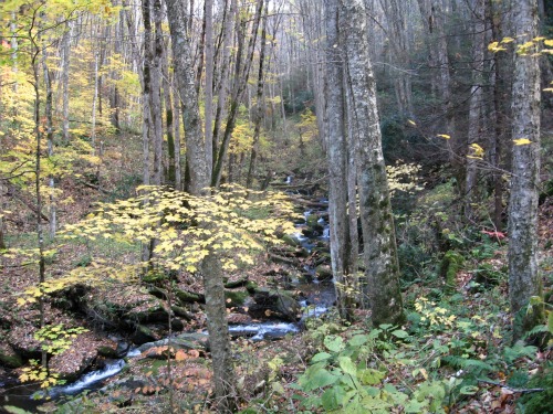 Great Smoky Mountain fall color