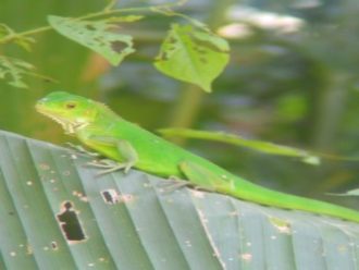 Green iguana Manuel Antonio