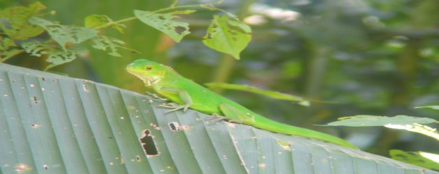 Green iguana Manuel Antonio