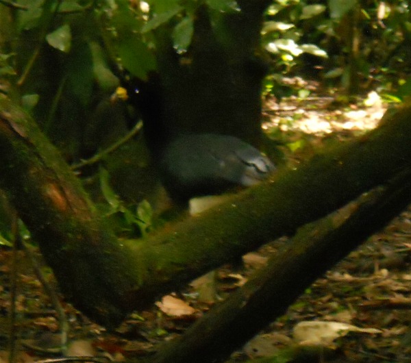 Male currosow Corcovado