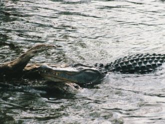 Florida alligator